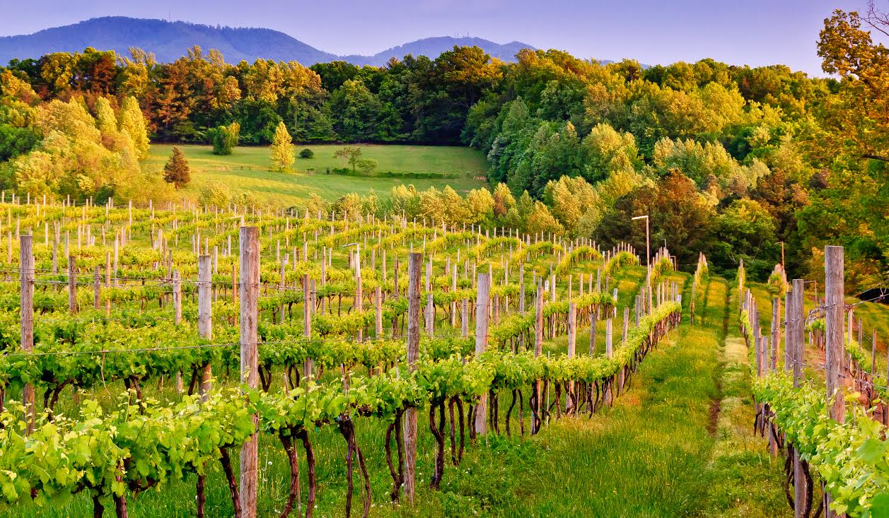 Albemarle County Vineyard (Photo Credit - David Anhold)